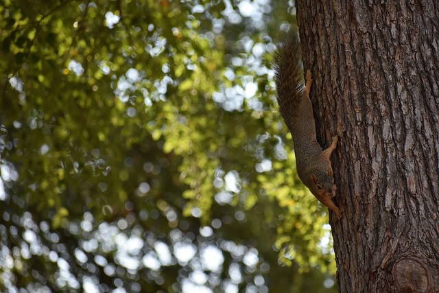 各支球隊可 各支球隊可